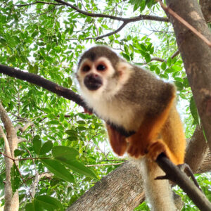SAGUI.jpg